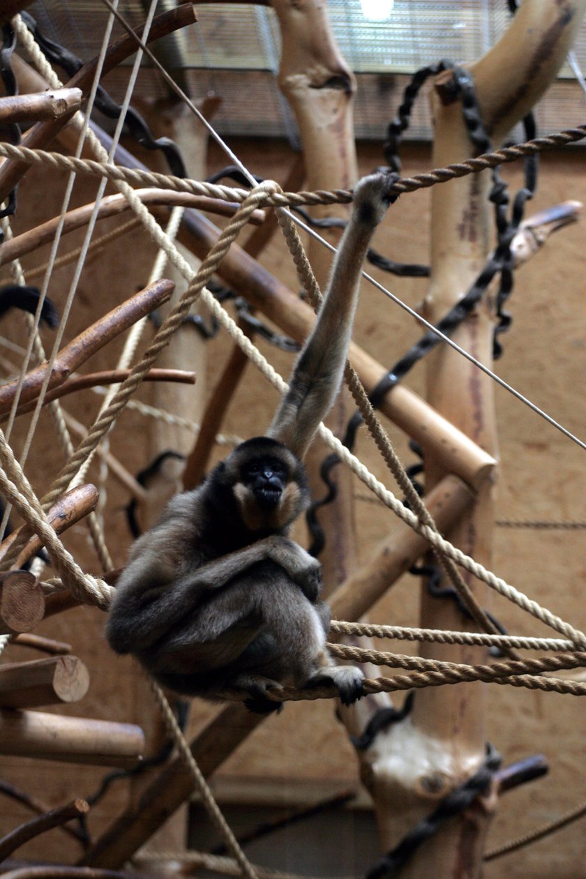 Zwierzaki z gdańskiego zoo lubią zimę?