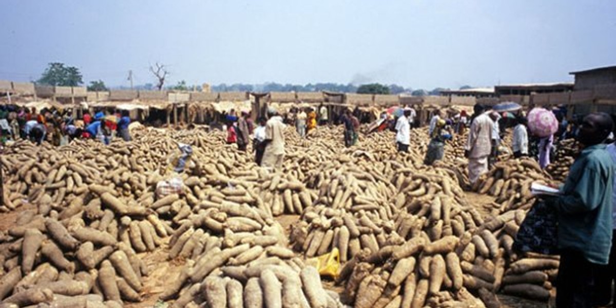 IleOluji celebrates new yam festival Pulse Nigeria
