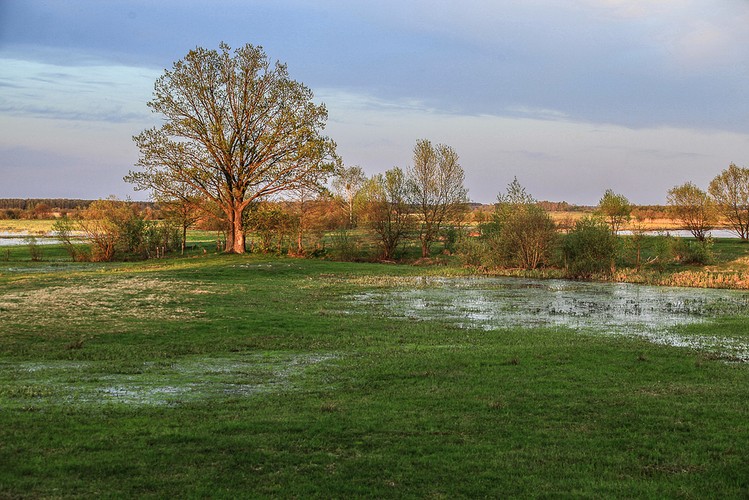 Wiosna nad Biebrzą