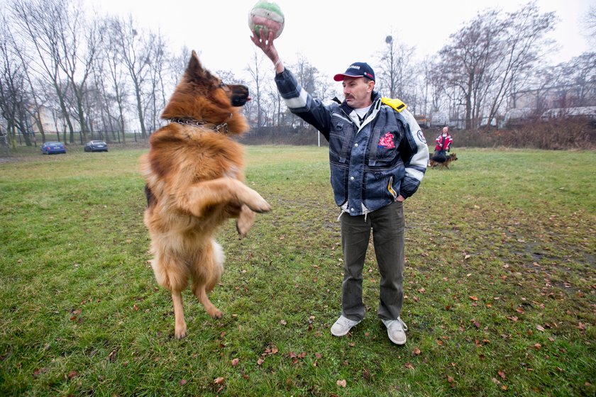 Mikołajowa wystawa owczarków