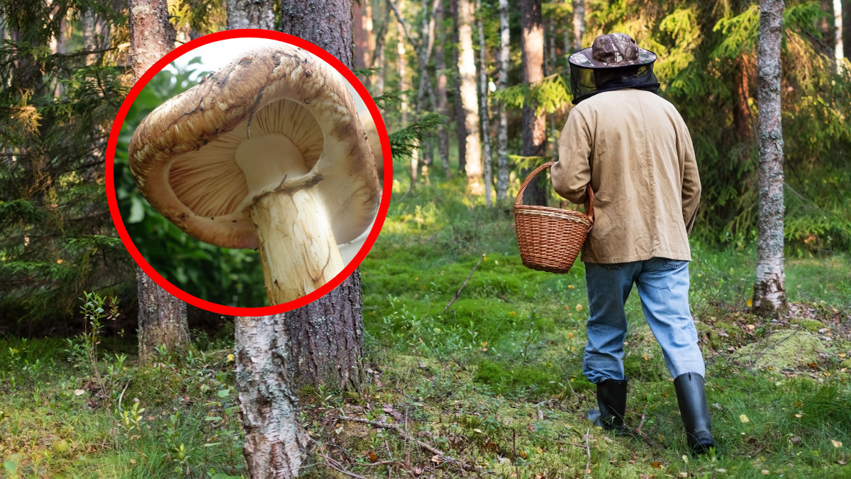 Nie było ich w Polsce 100 lat. Kosztują 9 tys. zł za kilogram 