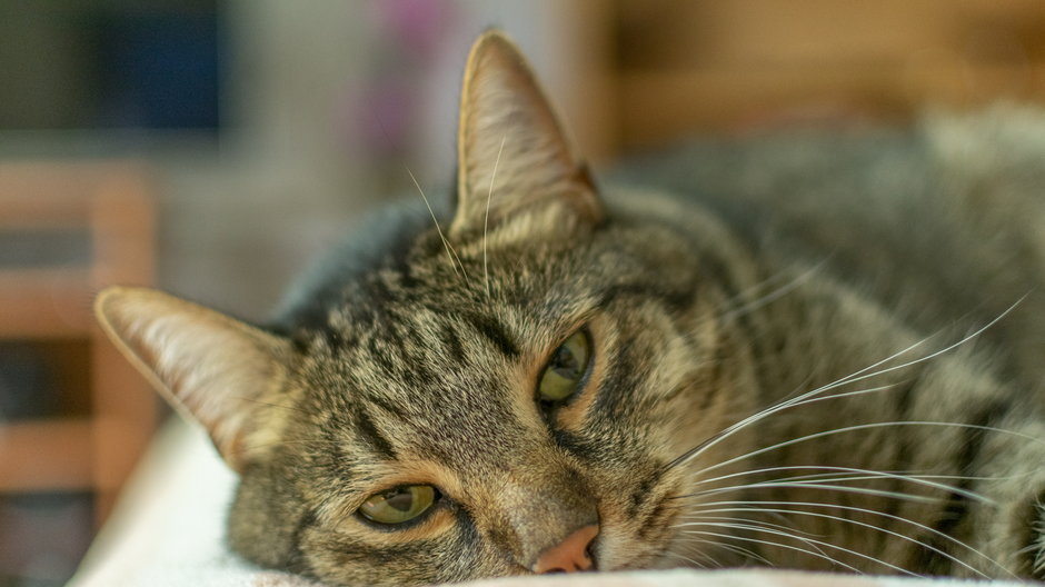 Wysoka temperatura u kota może świadczyć o chorobie - ALEXEI/stock.adobe.com