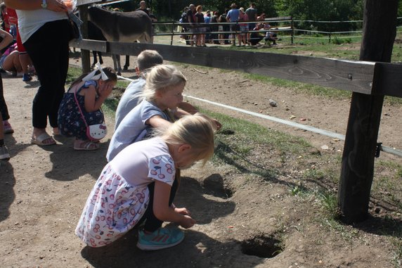  Susły na słowackiej polanie