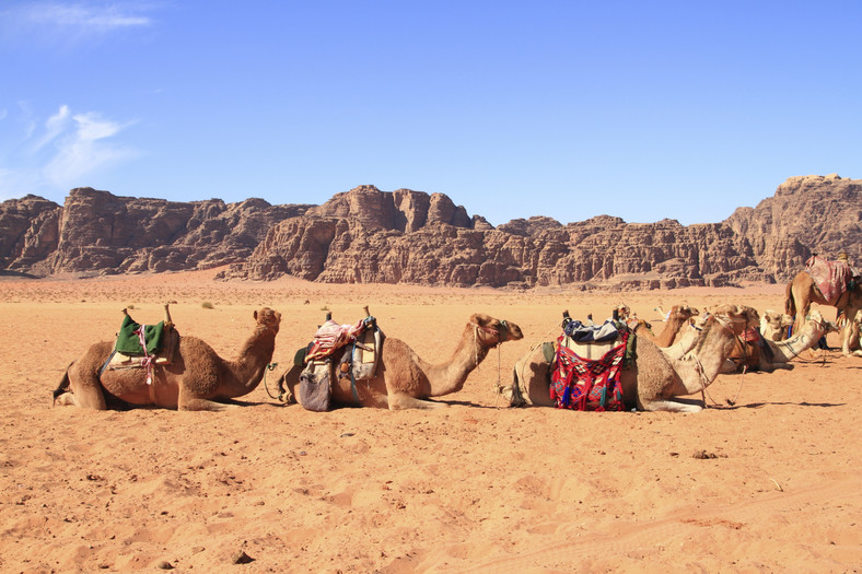 Wielbłądy w Wadi Rum