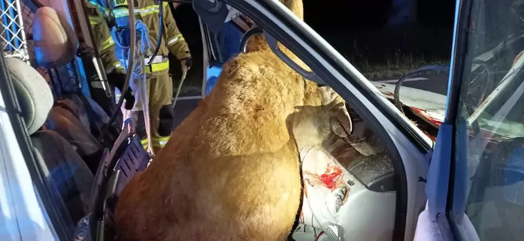 Makabryczny wypadek na Mazowszu. Potrącony jeleń wpadł do samochodu