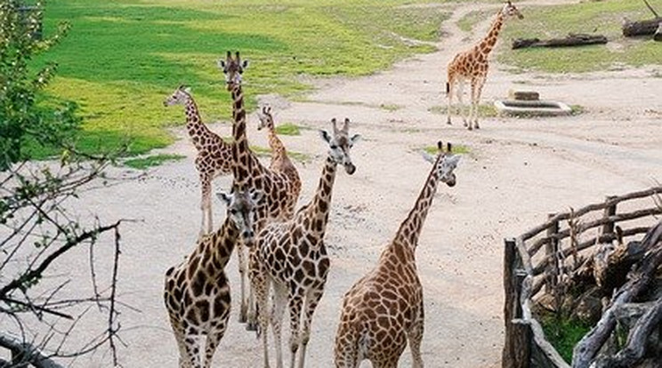 Zsiráfokat mentettek egy szigetről Kenyában / Kép: Pixabay