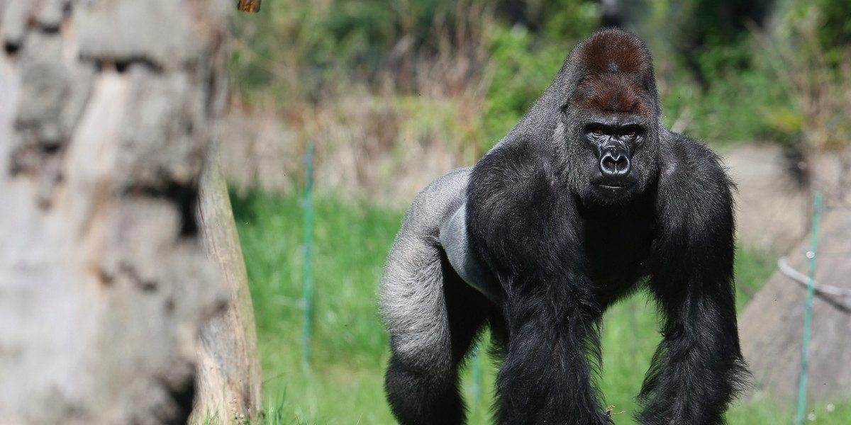 Gorilla marketing: Ribena is capitalising on Kumbuka, the squash-drinking gorilla
