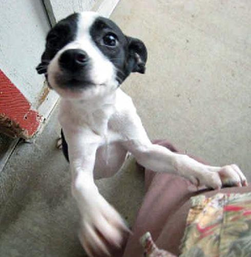 Pas Voli je odlučio da živi i ni eutanazija ga nije sprečila u tome