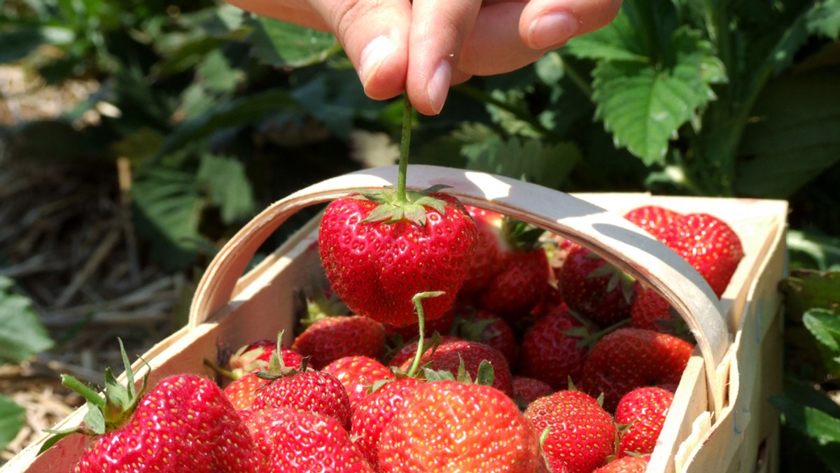 Polska jest jednym z unijnych potentatów w produkcji truskawek. Ale choć plantatorzy zbierają rocznie nawet do 200 tysięcy ton, sprzedaż tych owoców raczej nie wzrasta. Truskawki przemysłowe znad Wisły mają na ogół dużą konkurencję z Afryki i Chin. Tymczasem w tym sezonie z powodu pogody, owoców może być nawet o 20 procent mniej.