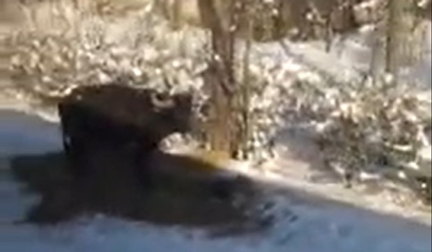 Bivola pregazio voz kod Ratkova