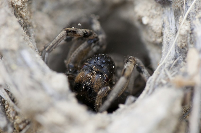 Južnoruska tarantula