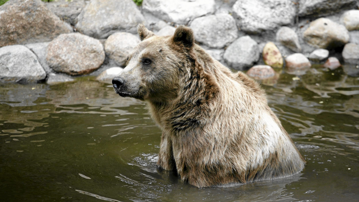 W poznańskim ogrodzie zoologicznym ma powstać w przyszłym roku niedźwiedziarnia dla siedmiu misiów. Projekt jest nastawiony na ratowanie niedźwiedzi, które są przetrzymywane w złych warunkach w różnych miejscach w Polsce.