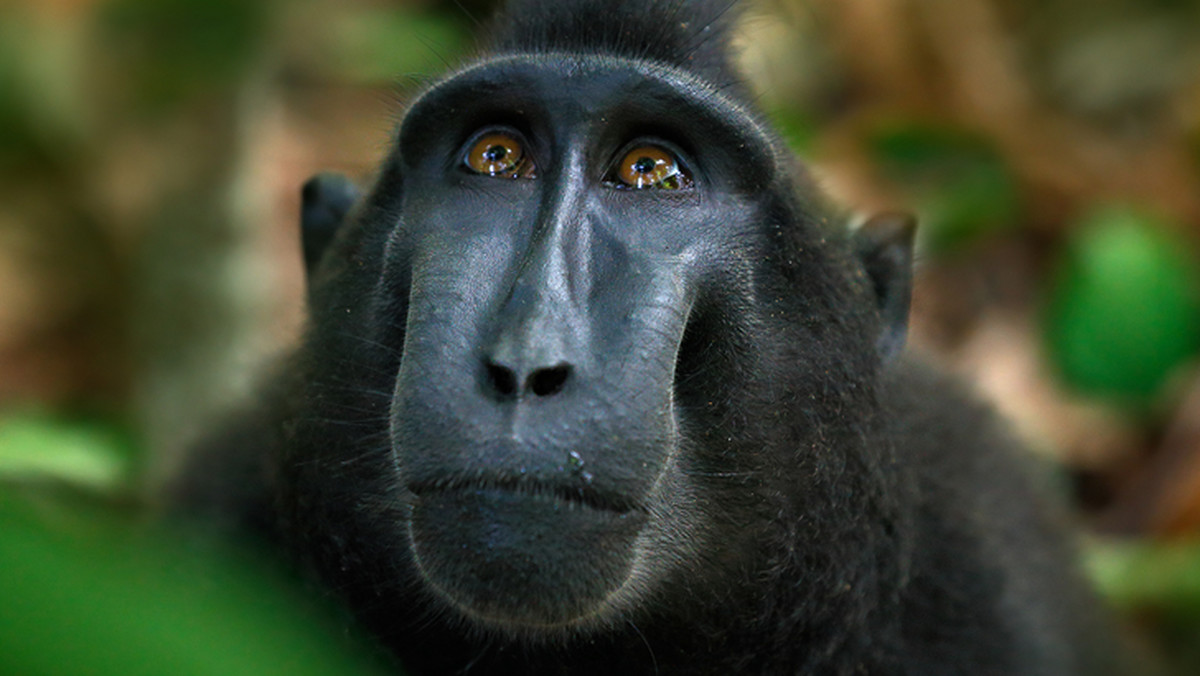 Amerykański sąd orzekł, że małpa, która zrobiła siebie selfie aparatem należącym do fotografa przyrody, nie jest właścicielem praw autorskich do zdjęcia, które podbiło internet.