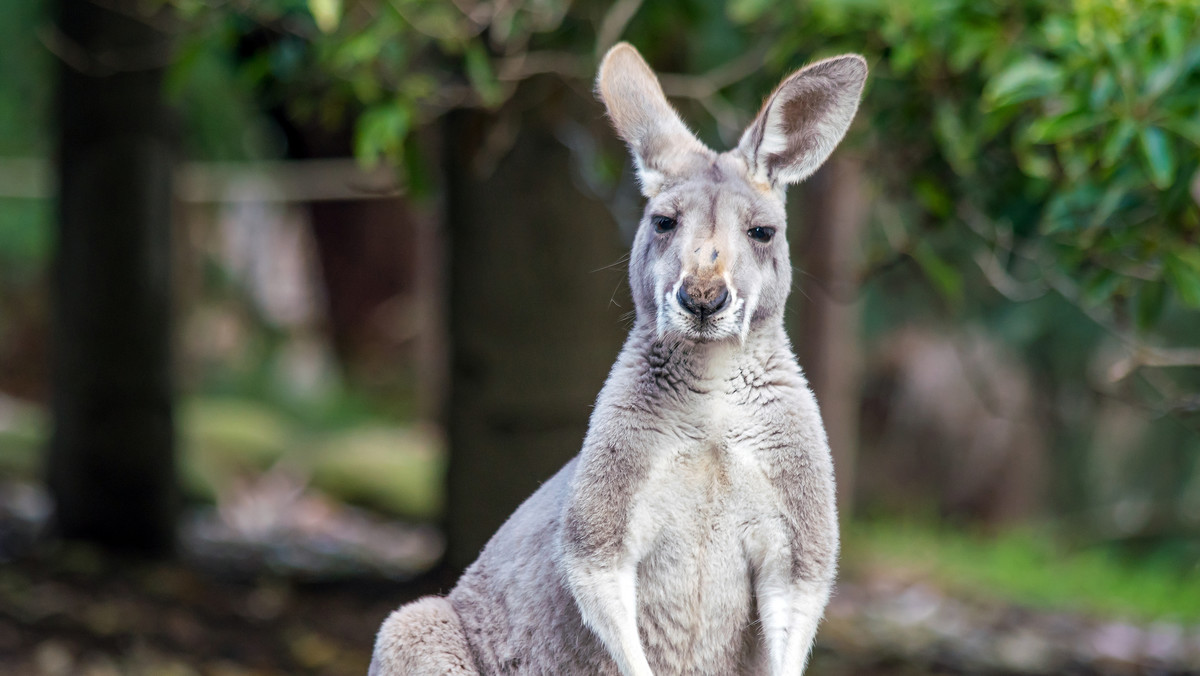 Dolny Śląsk: kangur znaleziony w lesie