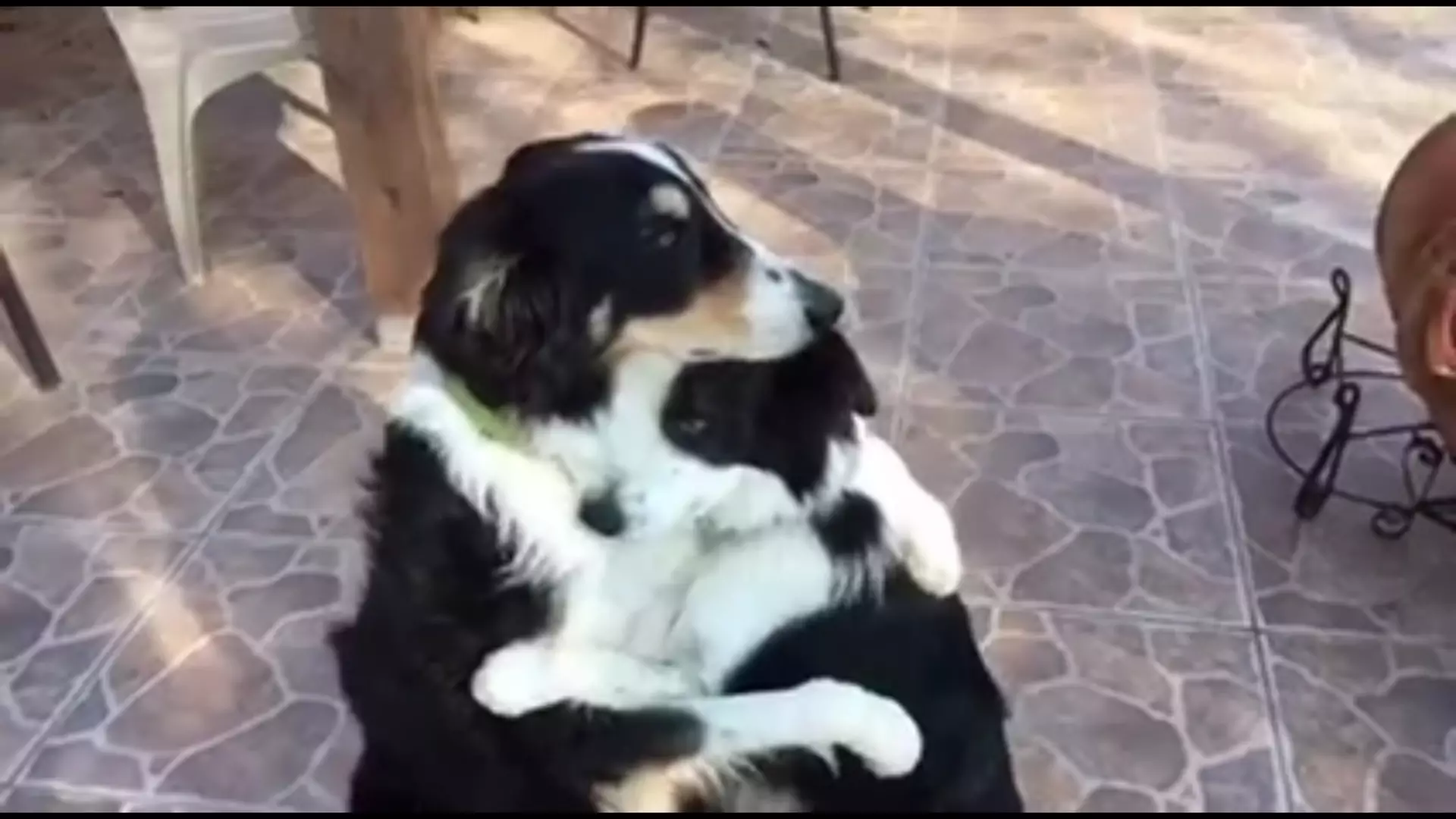 Te psy wiedzą, że nie ma lepszego sposobu na zakończenie kłótni niż przytulanie