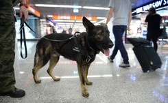 Straż Graniczna walczy o emerytury... dla psów. O jakie pieniądze chodzi?