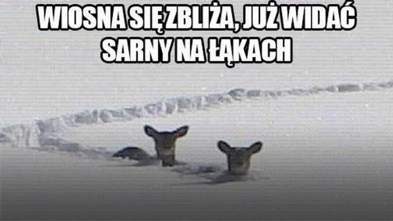 zima-zaatakowala-wiosna-internauci-zniec