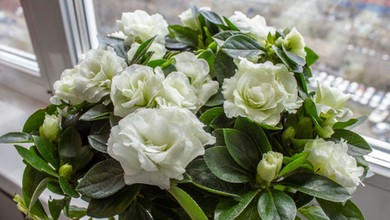 Pachnie jak drogie perfumy. Ten kwiat to prawdziwa ozdoba parapetu i naturalny sposób na piękny zapach w domu