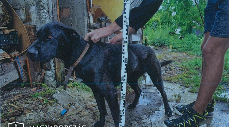 Kutyájával együtt támadt a rendőrökre egy borsodi férfi, miután ittas vezetésért megállították / Fotó: Magyarország Ügyészsége
