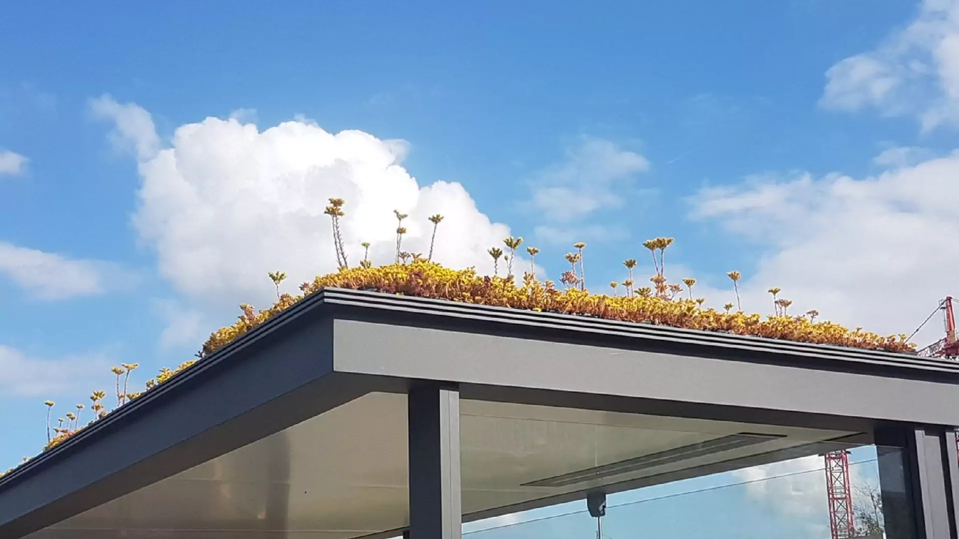Ulubiona roślina pszczół na dachach 300 przystanków. "Prezent dla wyjątkowych zwierząt"