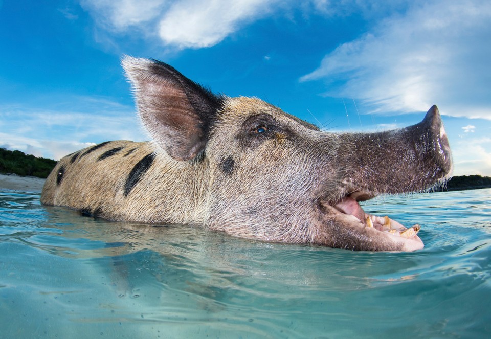 Pig Beach