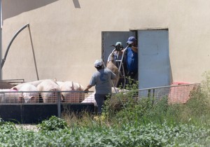 Farma svinja