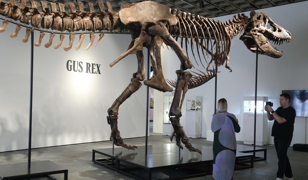 Skelet tiranosaurus reksa „Gas“