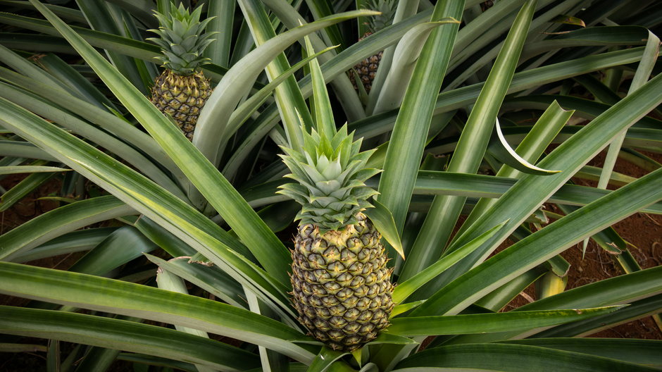 Egzotycznego ananasa można uprawiać w domowych warunkach - Peter Maszlen/stock.adobe.com