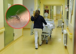 Tropikalny wirus zaatakował we Włoszech. "Sytuacja poza kontrolą"