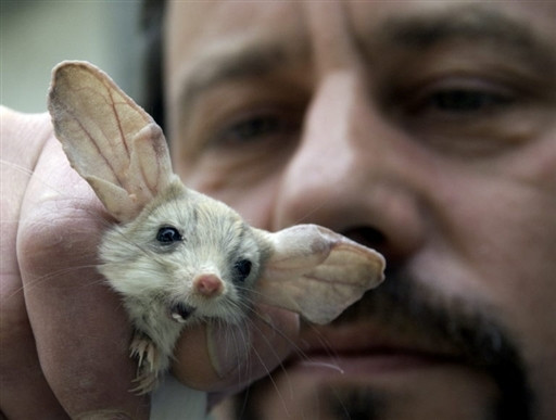 GERMANY-LONG-EARED-JERBOA