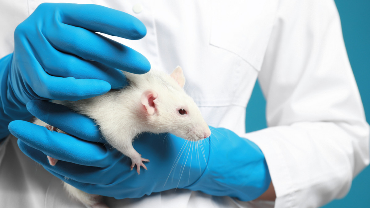 Okrutne testy na zwierzętach LPT ma zakończyć do lutego 2020 roku