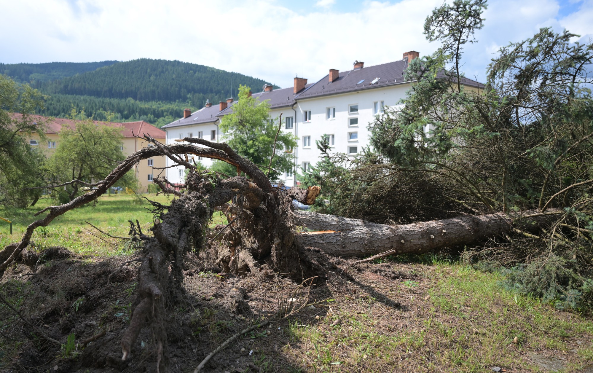 Vyvrátený strom v meste Gelnica po veternej smršti. 