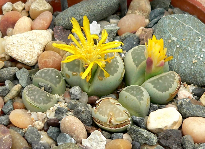 Litops (Lithops hallii)