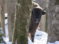 Dzikie zwierzęta przez cztery pory roku