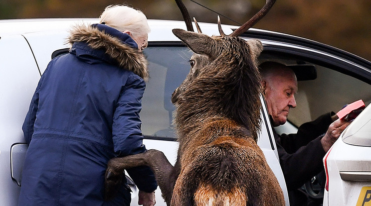 A barátságos gimszarvas megközelítette az idős hölgyet a skóciai parkolóban, és 'besegítette' patájával az autóba / Fotó: gettyimages