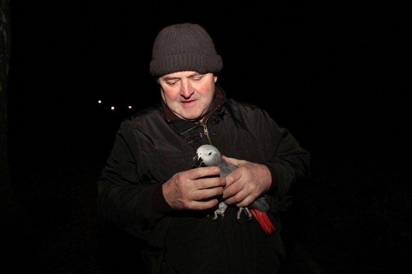 Hugo (6 l.), papużka z gatunku żako. Już z właścicielem