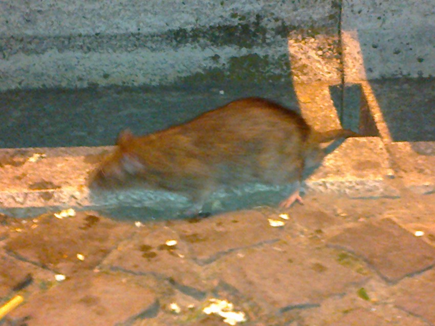 Pacovi "kolo vodili" na Trgu