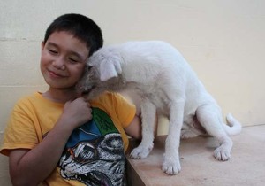 467783_filipinodogs10