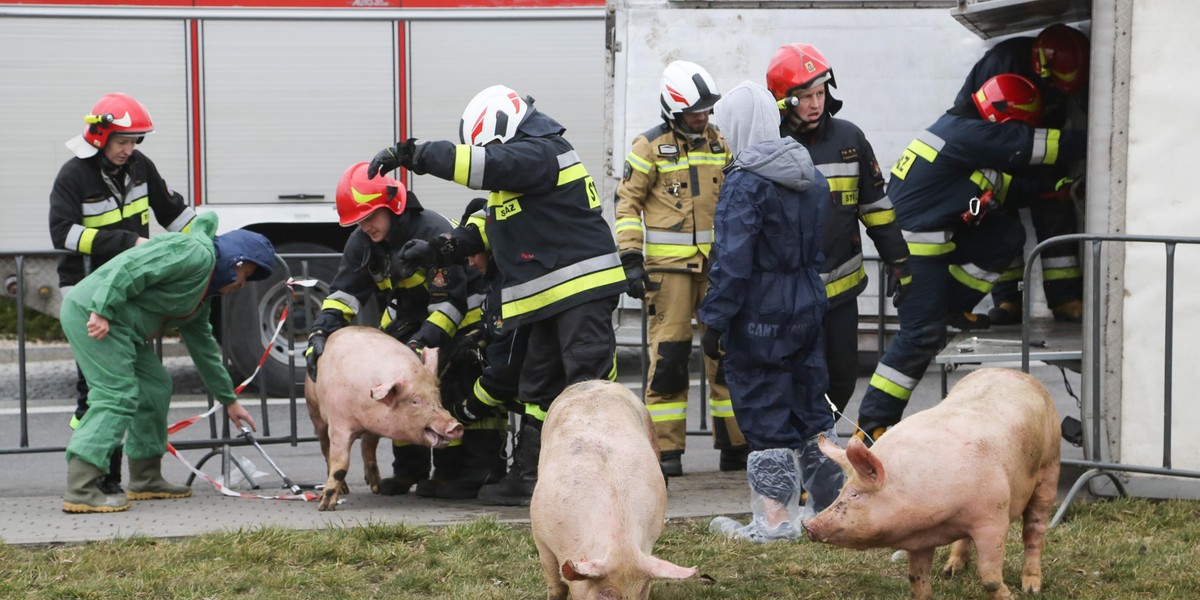 Wypadek. Przewrócił się tir ze świniami