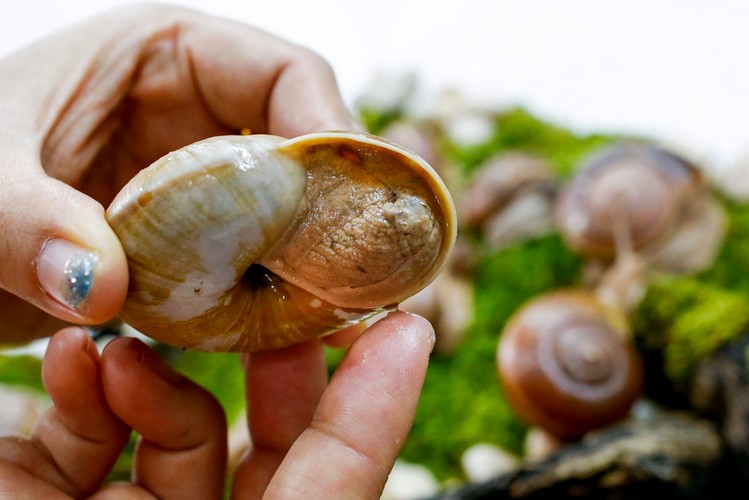 Ślimak pomoże zadbać o piękną cerę?