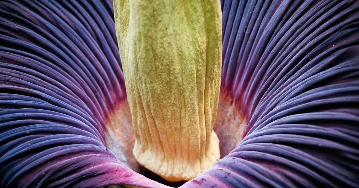 Dziwidło olbrzymie zakwitło! Najbardziej śmierdzący kwiat świata [Relacja live na YouTube]