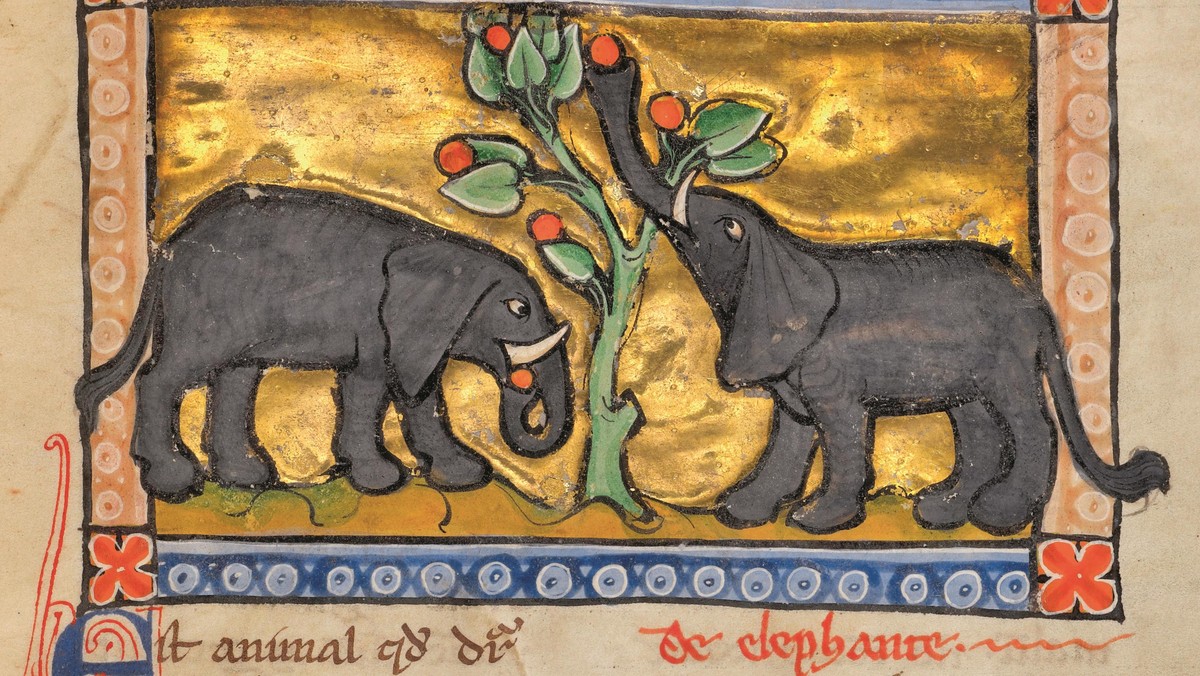 Two Elephants