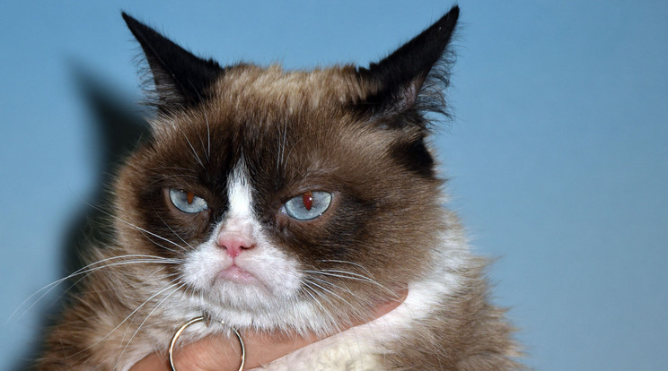 Grumpy Cat mára az internet kult-macskájává vált / Fotó: Northfoto