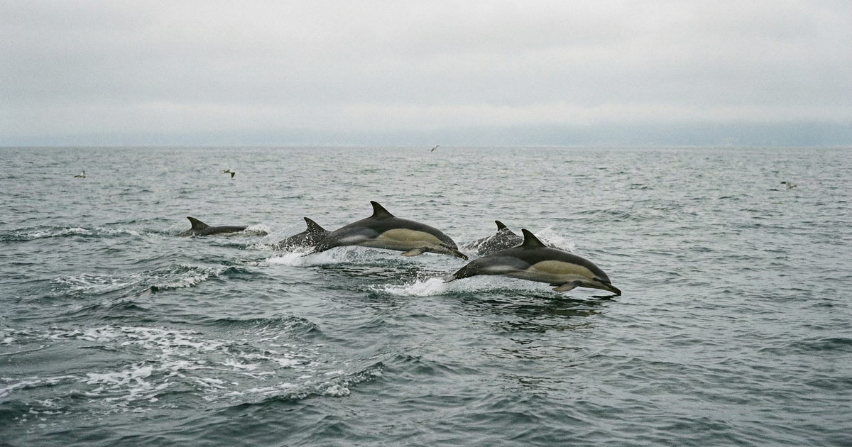 Dauphins : 60 % de captures évitées, mais la mesure jugée trop coûteuse