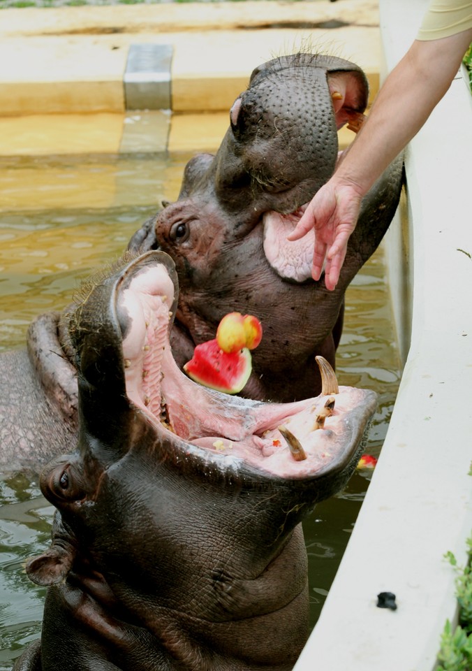 WARSZAWA ZOO POKAZY KARMIENIA