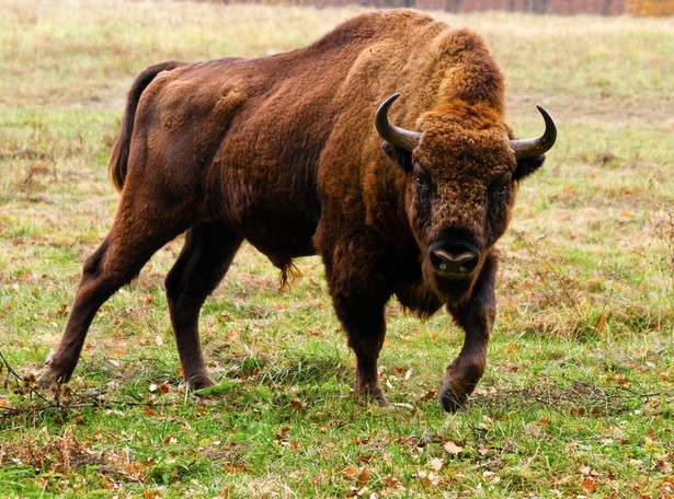 Polskie żubry przeprowadziły się na Bornholm