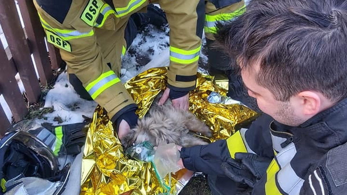 Zakopane: Mały pies omal nie zginął w pożarze. Strażacy zrobili mu masaż serca