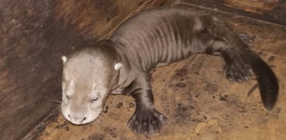 Tylko w łódzkim zoo! Wydry mają trojaczki!