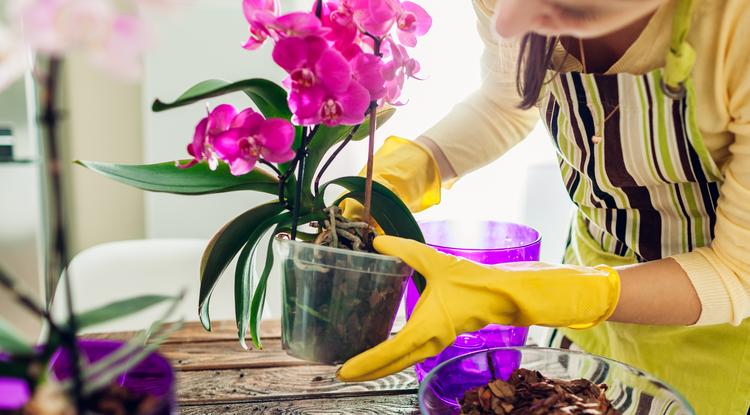 Szeretnéd, ha gyorsan virága borulnának orchideáid? Akkor így ültesd át Fotó: Getty Images