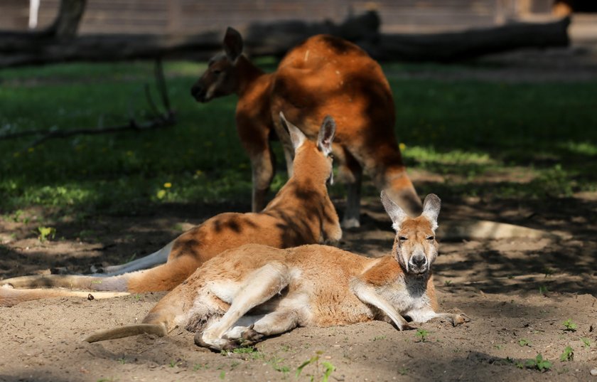 Zoo otwiera swoje bramy